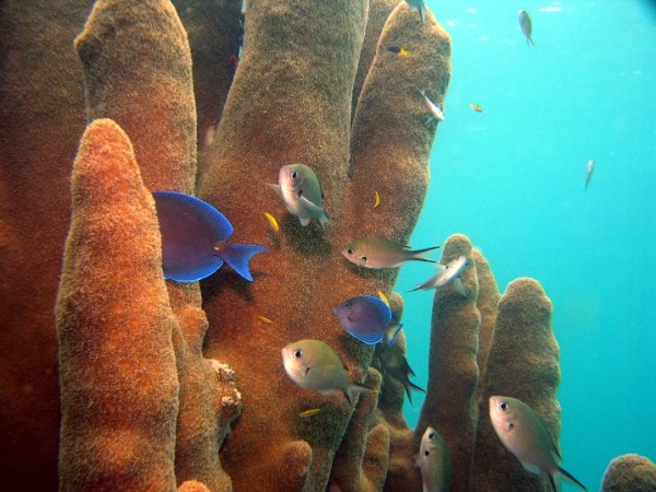 Conservación Marina en el Caribe